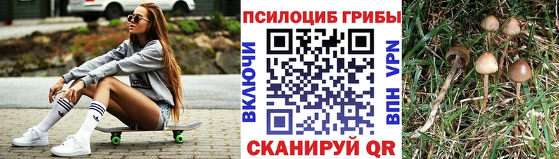 Псилоцибиновые грибы Psilocybine cubensis  Каменка 